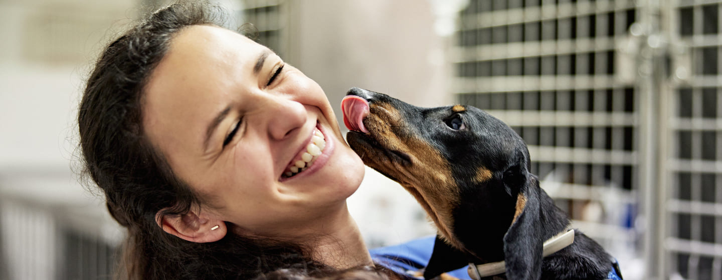 Prednisone for dogs over shop the counter
